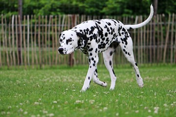 dalmatiner geht im Garten spazieren