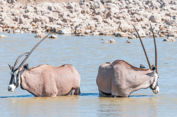 Oryx, one with a deformed horn, in a waterhole