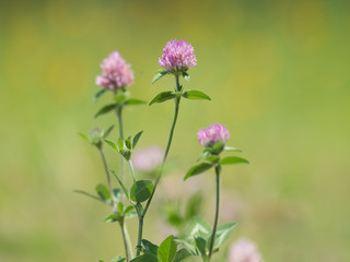 野原のムラサキツメクサ