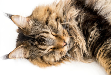 Maine Coon Cat Sleeping on White Background