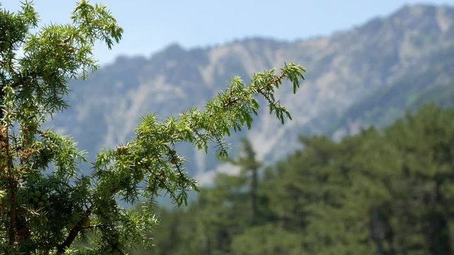 branch of juniper against a background of a mountain landscape
