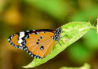 Obraz premium Butterfly on green leavess in the garden