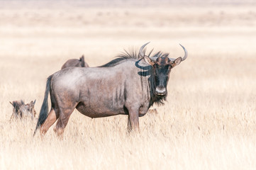 Obraz premium Blue wildebeest looking towards the camera