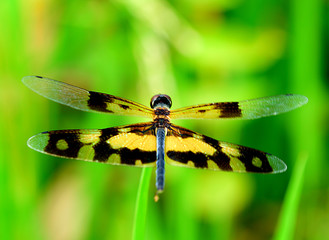 Close up dragonfly in the garden