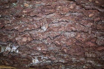 Fototapeta premium bois de chartreuse