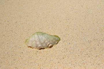 Shell on the beach of Ukulhas, Maldives