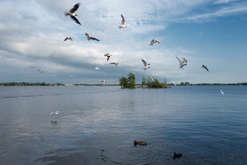 Many seagulls flying over lake