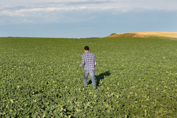 Fototapeta premium Farmer walking in soybean field