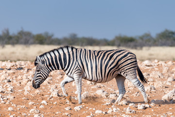 Fototapeta na wymiar Pregnant Burchells zebra mare walking in red sand