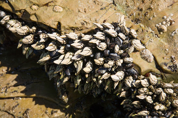 As Catedrais beach in Galicia,  goose barnacle by low tide