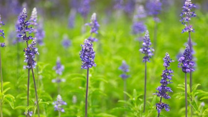 ブルーサルビア