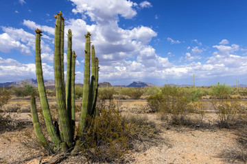 The huge cactus - Carnegie giant (Carnegiea gigantea). Organ Pipe Cactus National Monument,...
