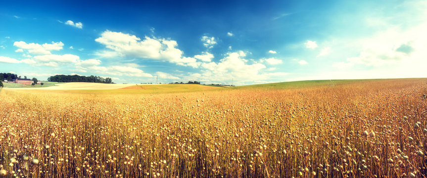 Agricultural landscape with flax seed field. Nature background