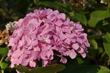 Hortensia Rose