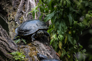 Obraz premium Schildkröte