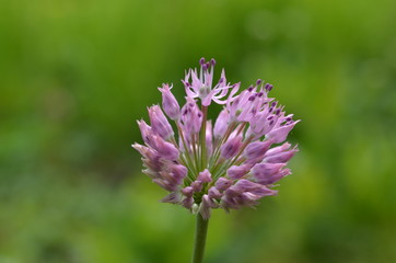 Розовый цветущий лук Фетисова Allium fetisowii