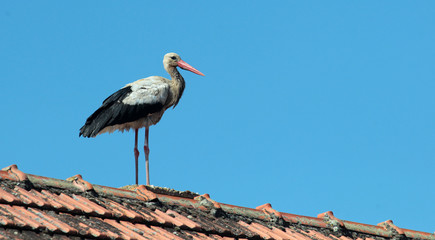 Lonely white stork (ciconia ciconia) stand on the roof of a village house.