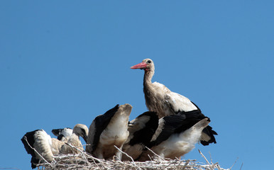 White stork (ciconia ciconia) bringing food for the young storks