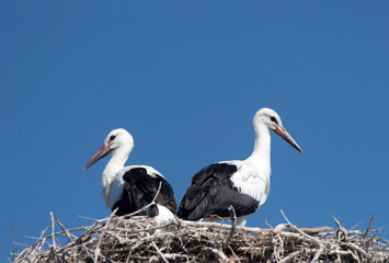 Two white storks in nest, ciconia ciconia.