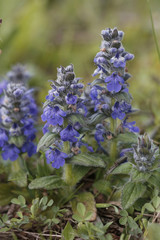 Blühender Genfer Günsel oder auch Heide-Günsel (Ajuga genevensis)