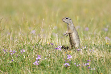 Europäischer Ziesel