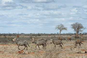 Fototapeta na wymiar Group of zebras moving in savanna.