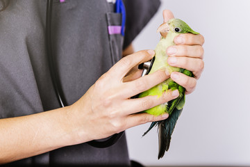 Veterinarian doctor is making a check up of a kramer parrot.