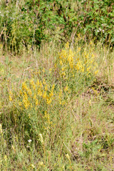 Yellow Genista januensis, also known as broom, growing in a sandy soil in Kiev, Ukraine