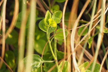 Petite plante dans un buisson