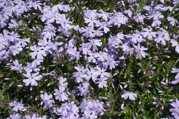 Close up of lilac flowers of phlox subulata