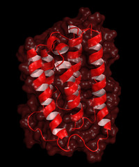Interferon alpha structure, cartoon model with semi-transparent surface. Interferons are proteins released by cells in presence of pathogens, often used in cancer and antiviral therapy.