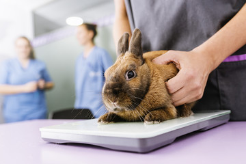Veterinarian doctor is making a check up of a rabbit.