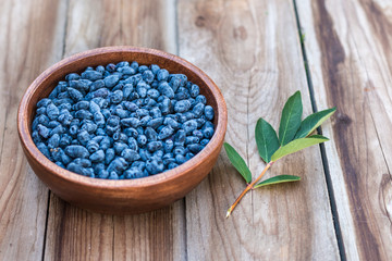 Harvest of Haskap berries, Lonicera caerulea, also calles honeyberries, blue berry honeysuckle or sweetberry honeysuckle
