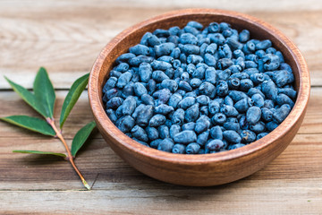 Harvest of Haskap berries, Lonicera caerulea, also calles honeyberries, blue berry honeysuckle or...
