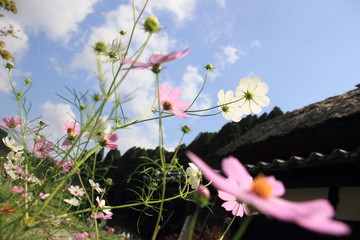 秋桜