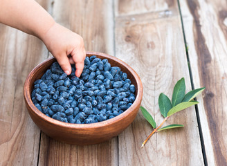 Harvest of Haskap berries, Lonicera caerulea, also calles honeyberries, blue berry honeysuckle or...