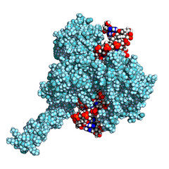 Topoisomerase I bound to double-stranded DNA. Topoisomerases are enzymes that regulate the winding of DNA helix. 