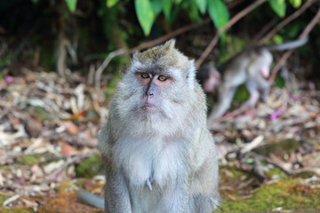 Singe ile maurice