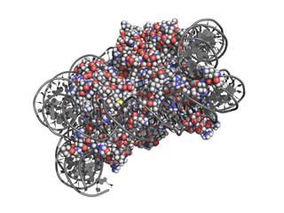 Nucleosome is a basic unit of DNA packaging in eukaryotic cells, with 147 nucleotides of DNA wrapped around the core built from histone proteins. 