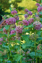 Asclepias syriaca ,Milkweed American
