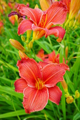 Hemerocallis, Day lily flowers in botanical garden. The beauty of decorative flower.Soft focus