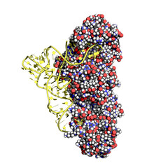 Glutaminyl-tRNA synthetase attaches glutamine to its tRNA. Space filling model, tRNA in yellow.