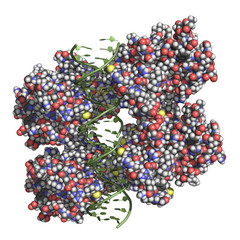 p53 (aka tumor protein 53) is a transcription factor whose inactivation can trigger the onset of cancer. Space filling model, DNA in green.