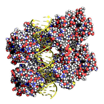 P53 (aka Tumor Protein 53) Is A Transcription Factor Whose Inactivation Can Trigger The Onset Of Cancer. Space Filling Model, DNA In Yellow.