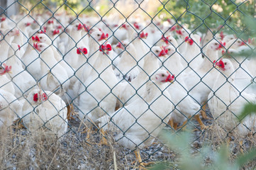 hens in a cage on a poultry farm