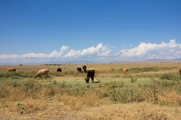 Desert landscape. Blue sky with white clouds. Summer steppe landscape. Hot desert with mountains view. Cows grazing.