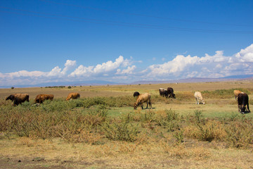 Fototapeta na wymiar Desert landscape. Blue sky with white clouds. Summer steppe landscape. Hot desert with mountains view. Cows grazing.