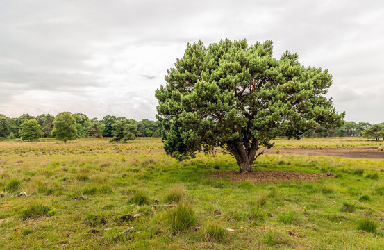 Detached scots pine tree on a large heather field