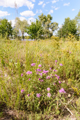 Centaurea Scabiosa flowers with buds,  also known as  greater knapweed, is growing in the meadow close to the Dnieper River in Kiev, Ukraine, under the warm summer sun