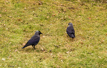 Two wild birds black jackdaws are walking along the green field in a sunny day